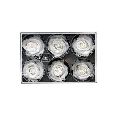 Rose stabilisée Standard Boite de 6 têtes Blanc