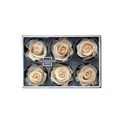 Rose stabilisée Standard Boite de 6 têtes Champagne/crème