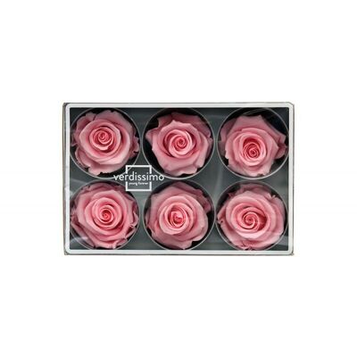 Preserved rose Standard Box of 6 heads Pastel pink