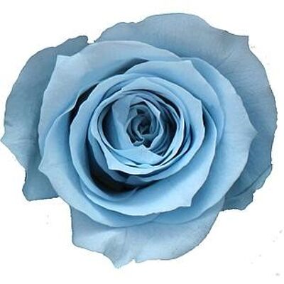 ROSE MINI BEBE x16 TETES VEGETAL STABILISE BLEU CIEL