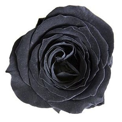 Caja de 16 Mini rosas estabilizadas negras