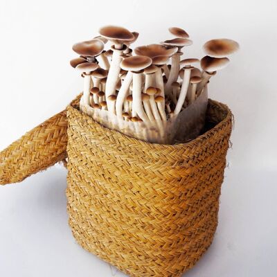 Poplar Mushroom Kit