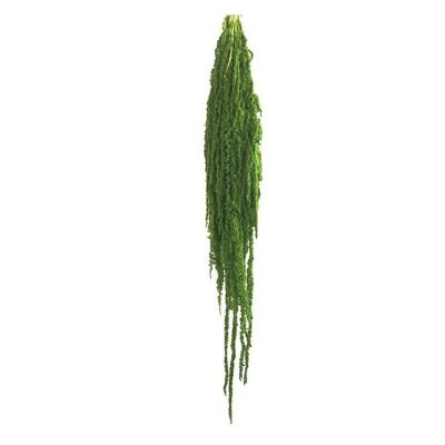 Preserved amaranth 40-70cm 175g Lime green