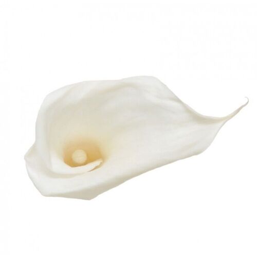 Calla stabilisé Boite de 5 têtes Blanc