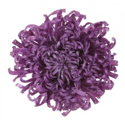Preserved chrysanthemum Box of 4 heads Purple