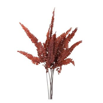 Fougère Stabilisée Felci Fern Rouge 15/25cm_6 branches