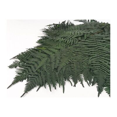 Green Preserved Fern x5 branches