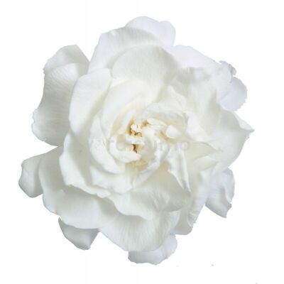 Stabilized gardenia Box of 3 heads White