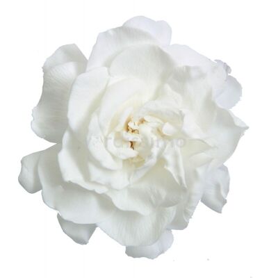 Gardenia stabilizzata Scatola da 3 teste Bianca