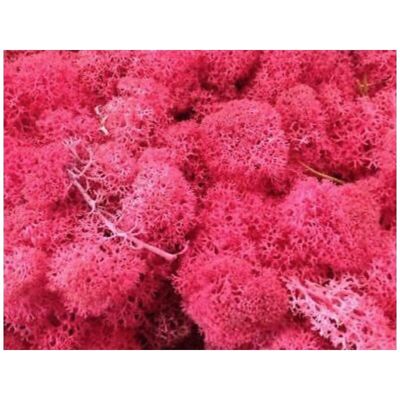 Stabilized lichen Box of 500g Pink
