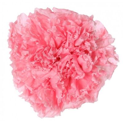 Preserved carnation Box of 6 heads Pastel pink