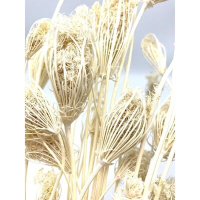Dried fennel 70/75cm white color 120/130g