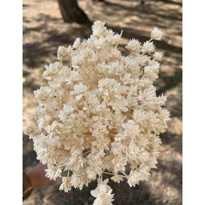 Fleurette séchée coloris blanc 100g