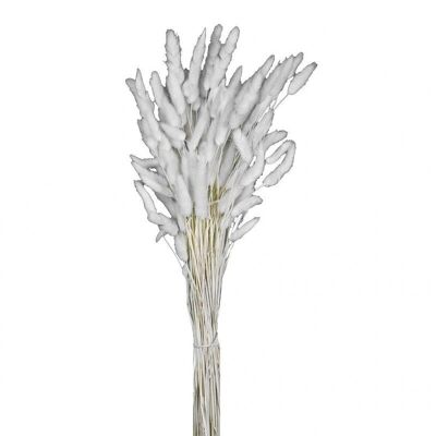 Lagorus bianco H 60-70 cm 100 g