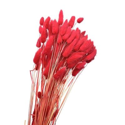 Lagorus colore rosso H 60-70cm 100g