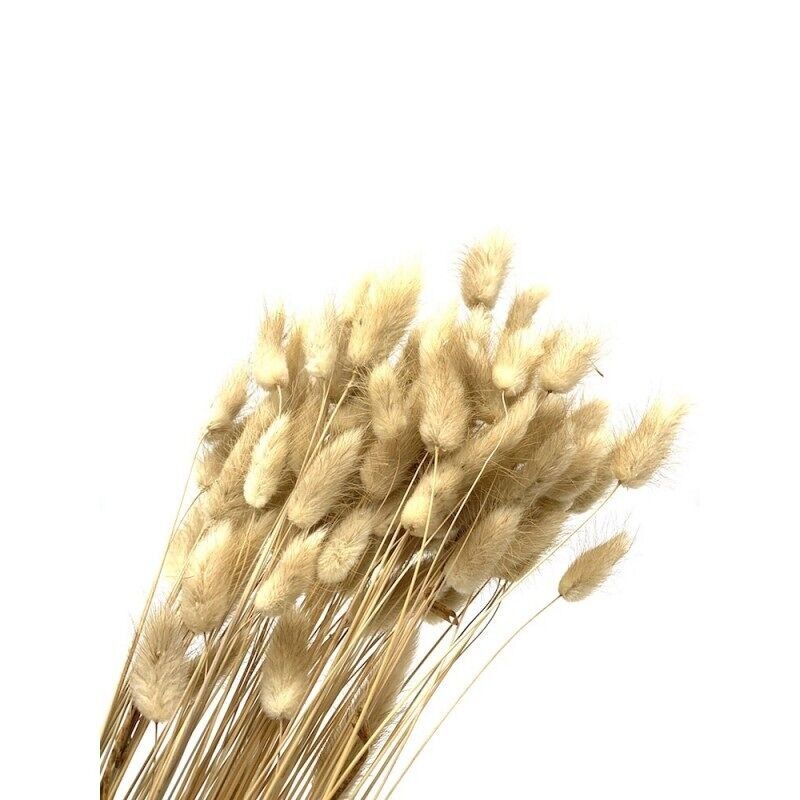 Lagorus naturale 100g