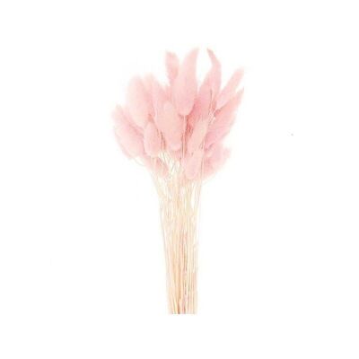 Lagorus Dried Pink H 60-70cm 100g
