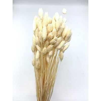 White dried phalaris 100g
