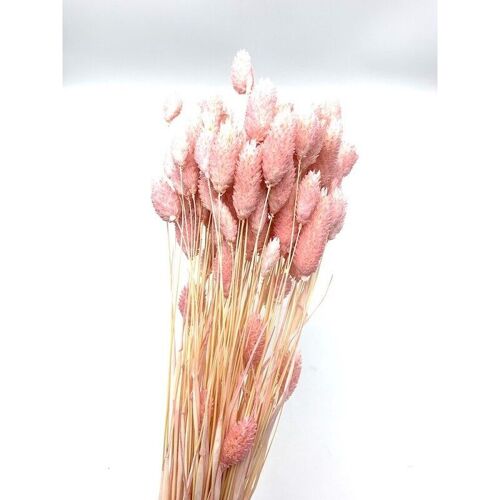 Phalaris séché en rose pale 100g en 65/70 cm