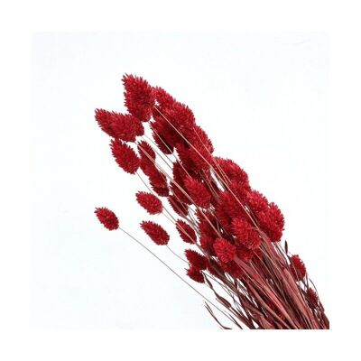 Phalaris Dried Red H 60-70cm 100g