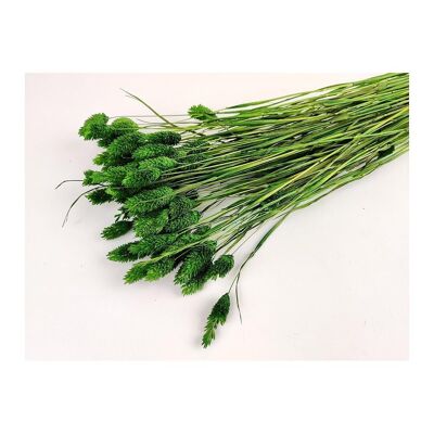 Phalaris Dried Green H 60-70cm 100g