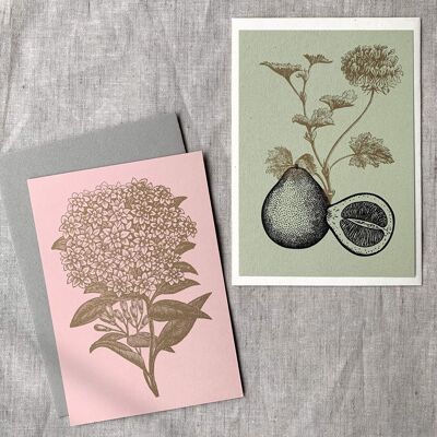 Salutation florale / Pélargonium / Bouvardie / A6 / Eco Love
