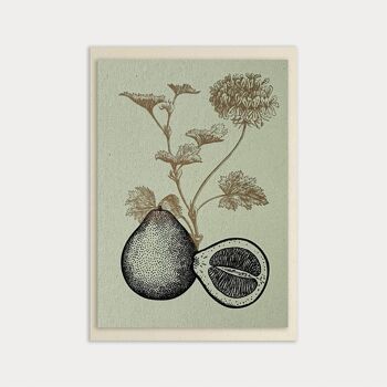 Salutation florale / Pélargonium / Bouvardie / A6 / Eco Love 5
