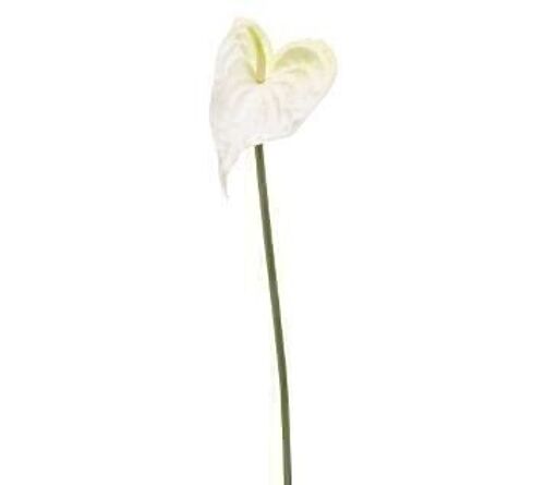 Silk Flowers - Anthurium stem foam white 50cm