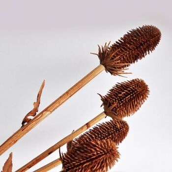 Branche de chardon marron artificielle 50 cm - Composition florale 5