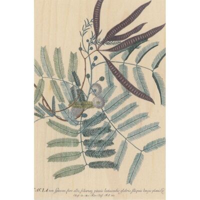 Cartolina in legno - acacia botanica bnf