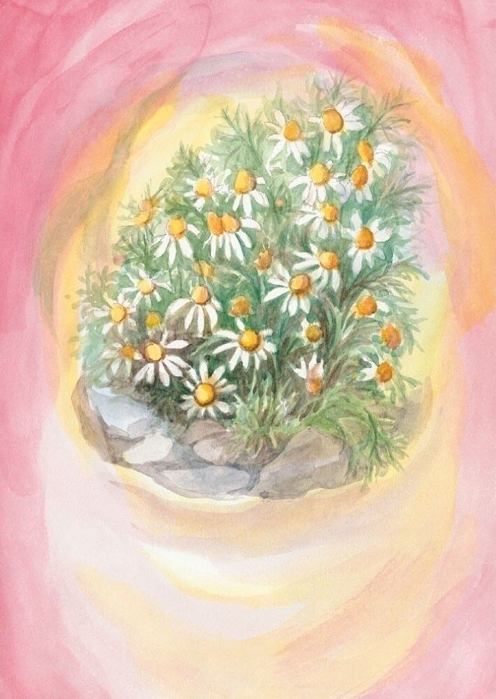 Cartolina di camomilla