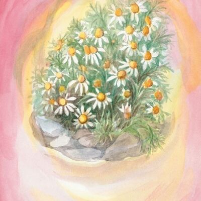 Chamomile postcard