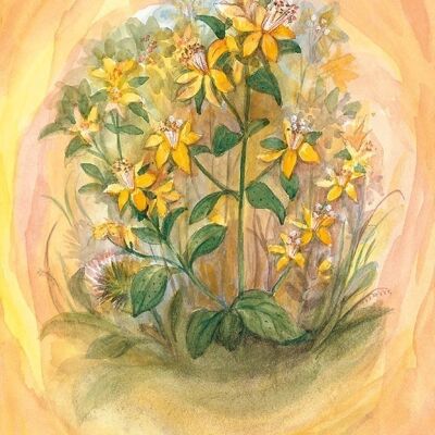 St. John's wort postcard