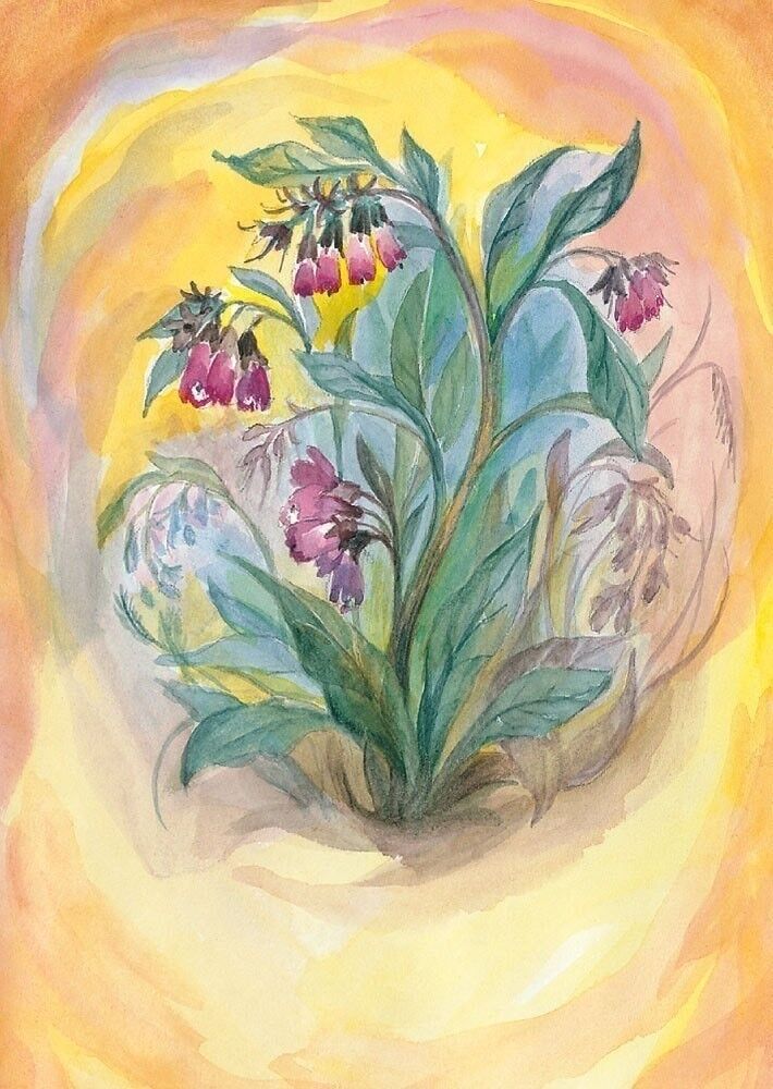 Cartolina di consolida maggiore