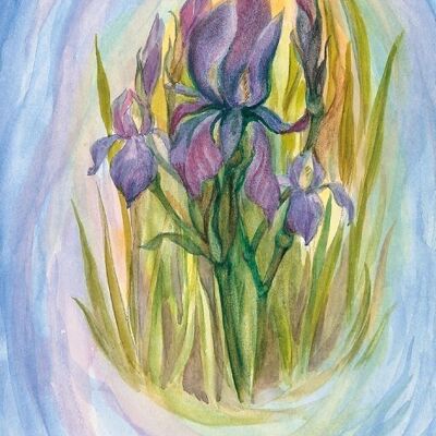 Iris postcard