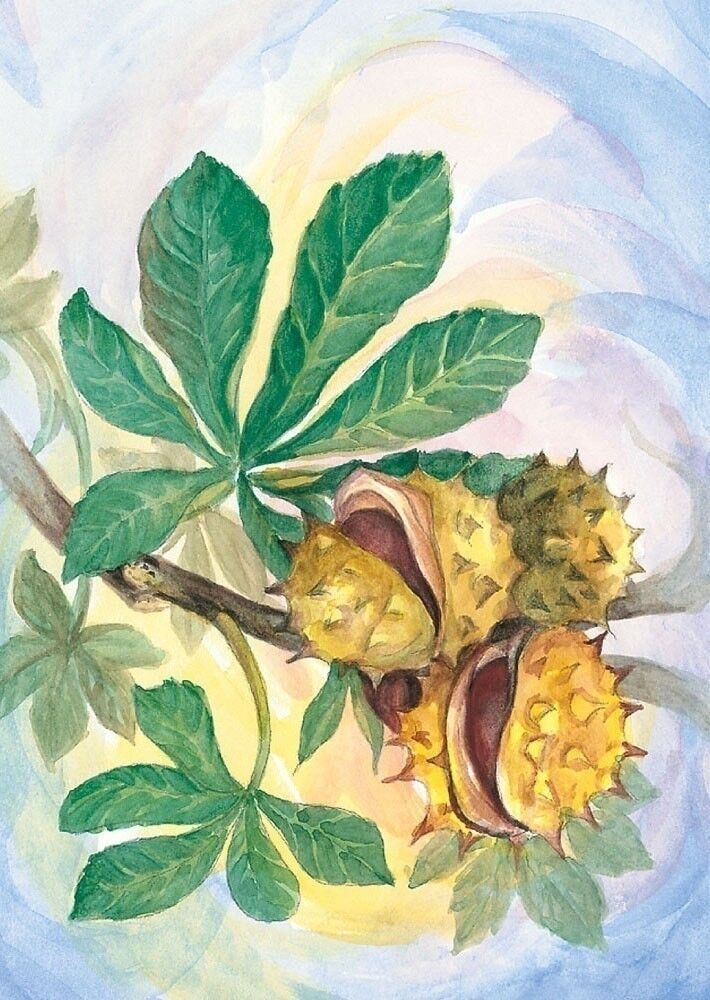 Cartolina di castagne