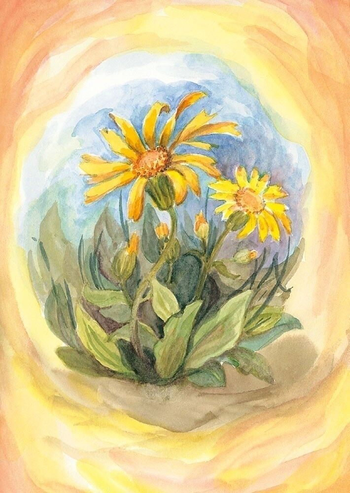 Cartolina Arnicanica