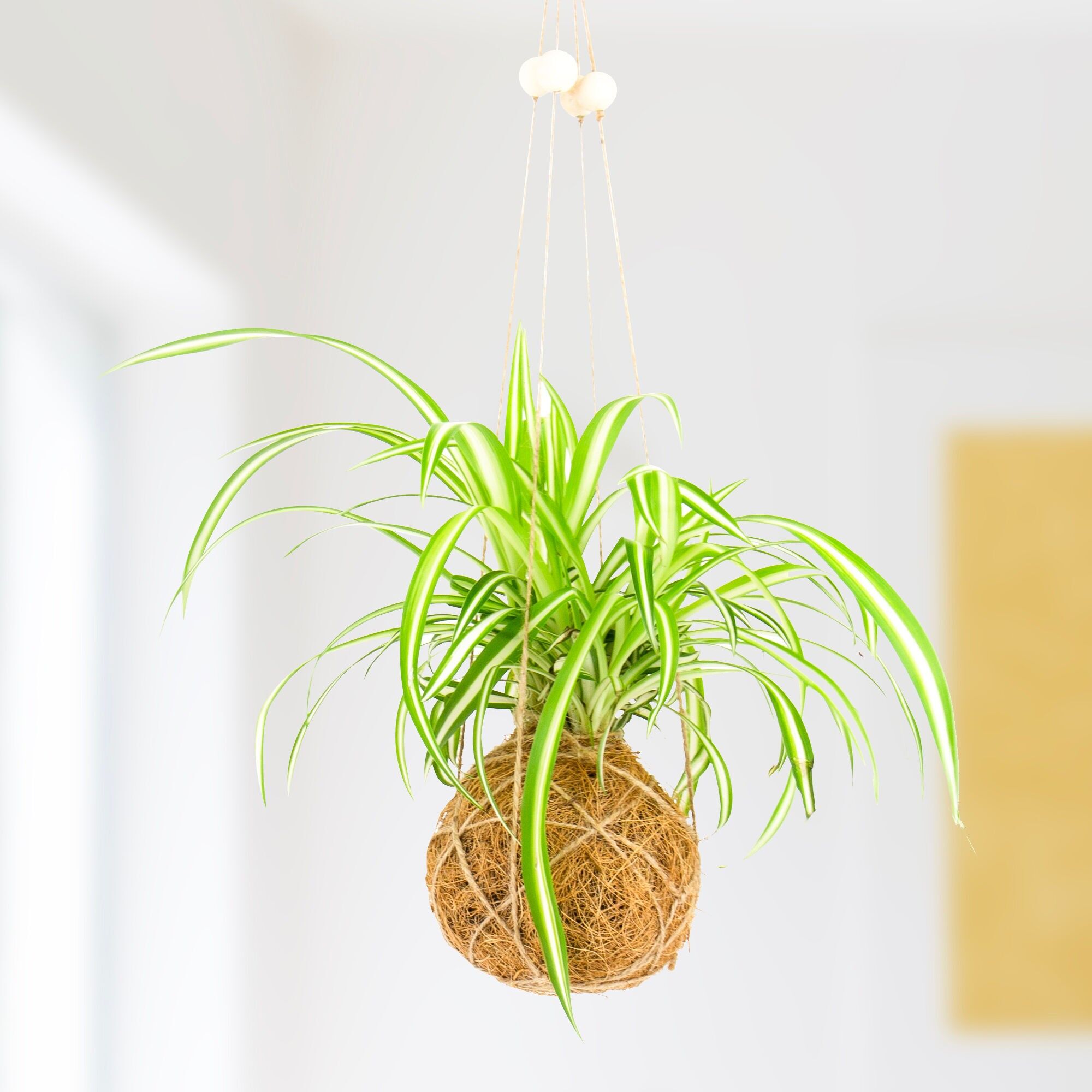 Die Kunst des Kokedama DIY Set