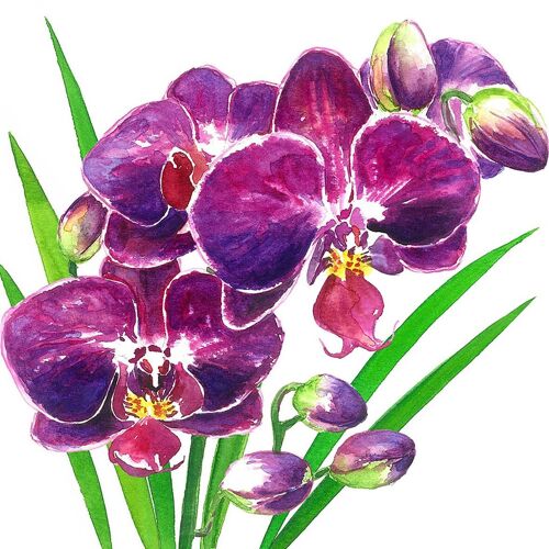 Orchidea Napkin 25x25