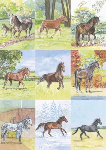 18 cartes d'identification de chevaux 1