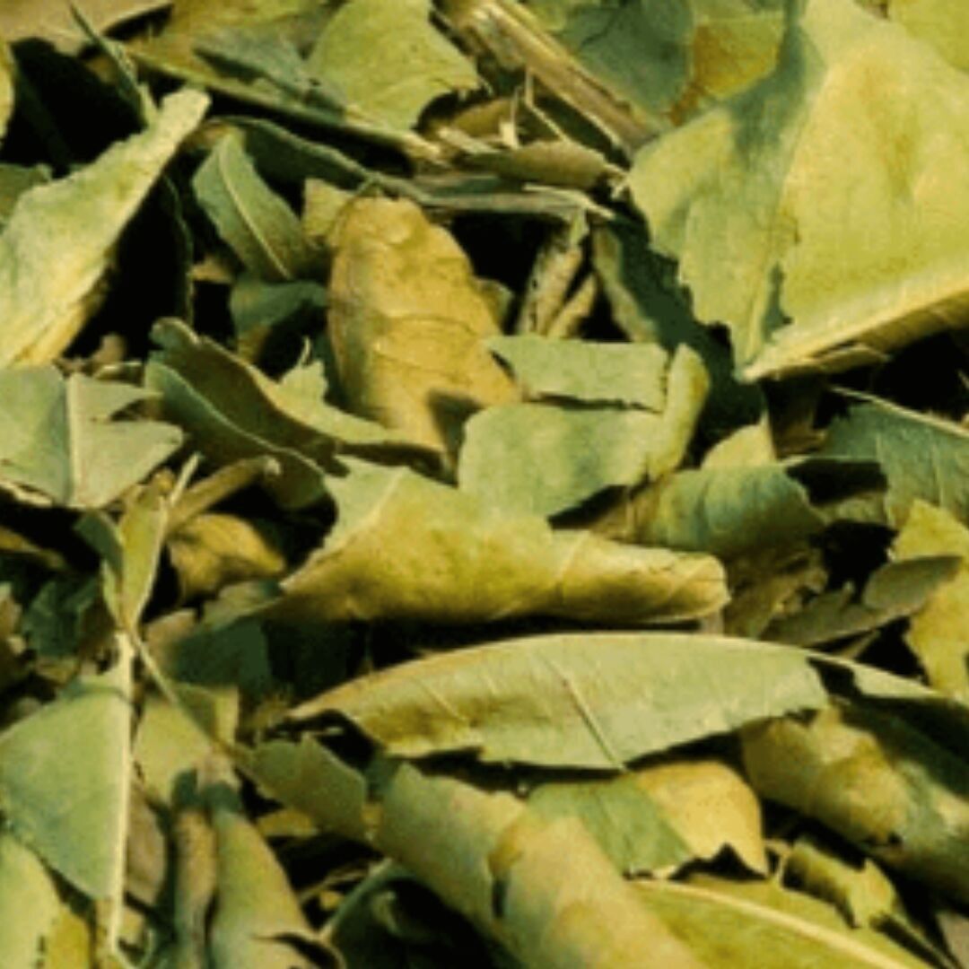 foglia di arancio arancio amaro