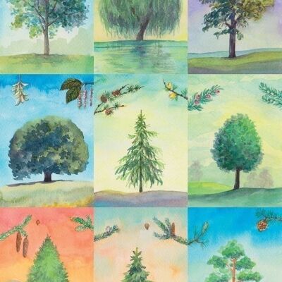 18 cartes d'identification des arbres