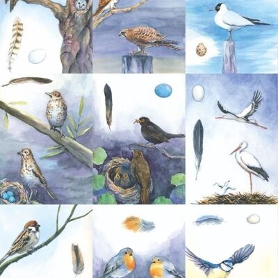 18 cartes d'identification d'oiseaux