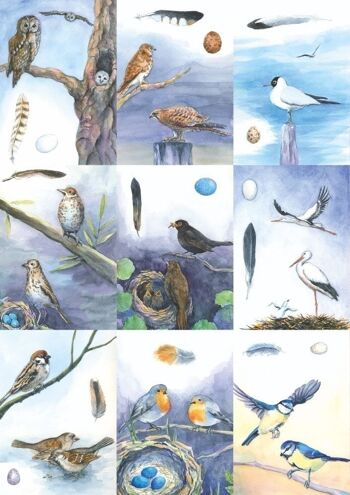 18 cartes d'identification d'oiseaux 1