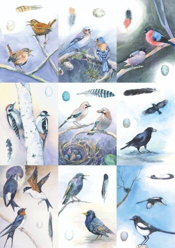 18 cartes d'identification d'oiseaux 2