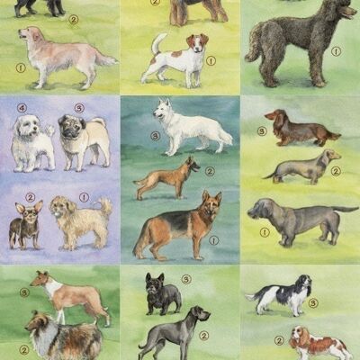 18 cartes d'identité de chien