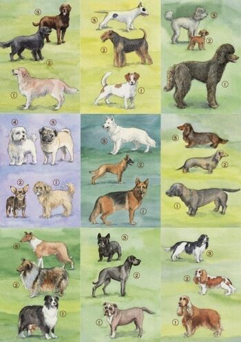 18 cartes d'identité de chien 1