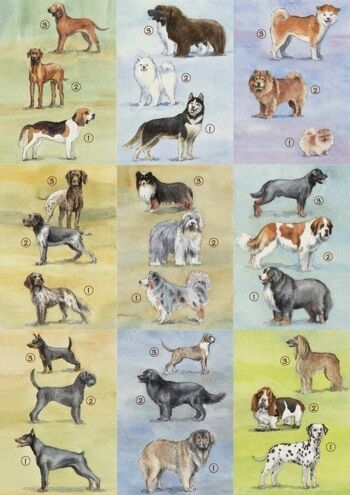 18 cartes d'identité de chien 2