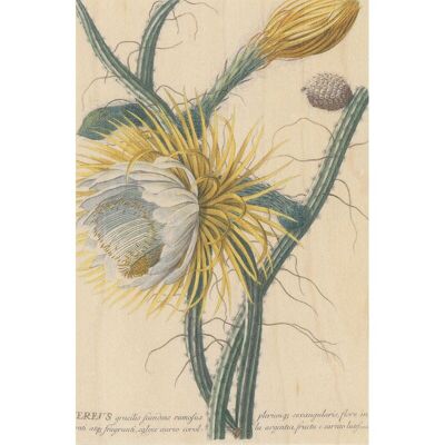 Cartolina in legno - cereus botanico bnf