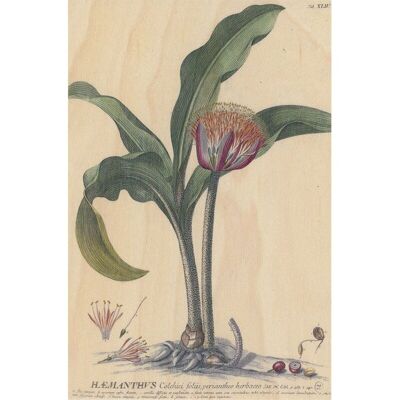 Postal de madera - botánico bnf haemanthus